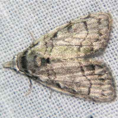 Nola poliophasma (A Noctuid moth (Nolidae) at Sheldon, QLD - 21 Jun 2008 by PJH123