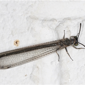 Myrmeleon acer at Melba, ACT - 28 Nov 2024 11:42 PM