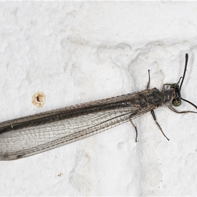 Myrmeleon acer (Myrmeleon Antlion Lacewing) at Melba, ACT - 28 Nov 2024 by kasiaaus