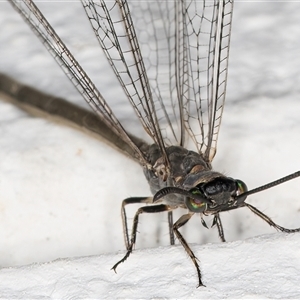 Myrmeleon acer at Melba, ACT - 28 Nov 2024 11:42 PM