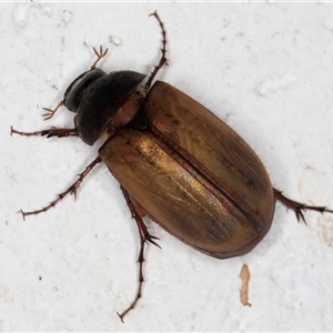 Unidentified Scarab beetle (Scarabaeidae) at Melba, ACT by kasiaaus