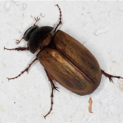 Sericesthis geminata (Pruinose scarab) at Melba, ACT - 29 Nov 2024 by kasiaaus