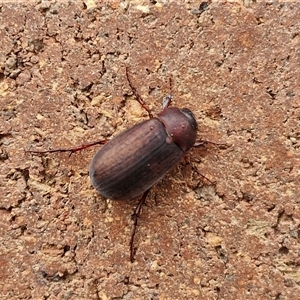 Sericesthis nigrolineata (Dusky pasture scarab) at Lyneham, ACT by trevorpreston