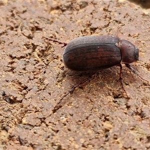 Sericesthis nigrolineata at Lyneham, ACT - 3 Dec 2024