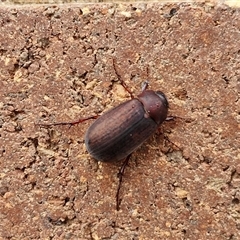 Sericesthis nigrolineata at Lyneham, ACT - 3 Dec 2024