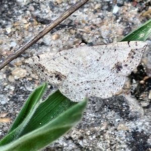 Taxeotis intextata at Parkesbourne, NSW - 2 Dec 2024