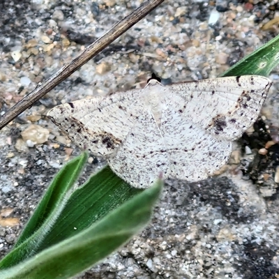 Taxeotis intextata (Looper Moth, Grey Taxeotis) at Parkesbourne, NSW - 2 Dec 2024 by trevorpreston