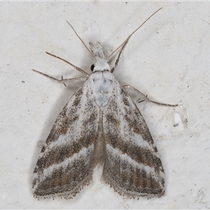 Nola paromoea (Divided Tuft-moth) at Melba, ACT by kasiaaus