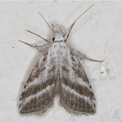 Nola paromoea (Divided Tuft-moth) at Melba, ACT - 29 Nov 2024 by kasiaaus