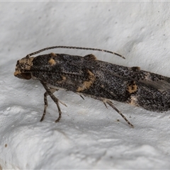 Leptozestis and Trachydora (genera) (A cosmet moth) at Melba, ACT - 29 Nov 2024 by kasiaaus