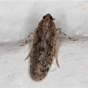 Dipsiathus pallidifrons (Achilid planthopper) at Melba, ACT by kasiaaus