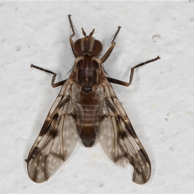 Cardiacera sp. (genus) (Scarab Fly) at Melba, ACT - 29 Nov 2024 by kasiaaus