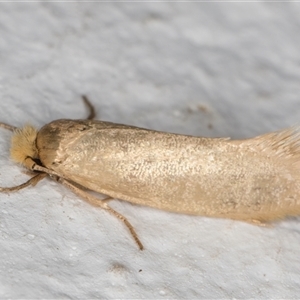 Edosa ochracea (Yellow Tineid) at Melba, ACT by kasiaaus