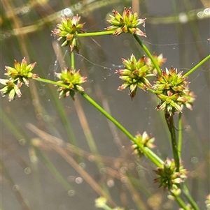 Juncus holoschoenus at Boorowa, NSW - 2 Dec 2024