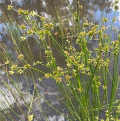 Juncus holoschoenus at Boorowa, NSW - 2 Dec 2024