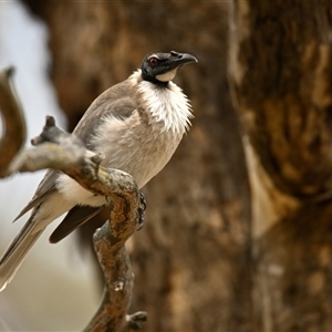 Philemon corniculatus (Noisy Friarbird) at Strathnairn, ACT by Thurstan