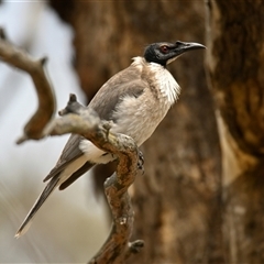 Philemon corniculatus at Strathnairn, ACT - 3 Dec 2024 01:55 PM