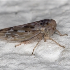 Idiocerini sp. (tribe) at Melba, ACT - 29 Nov 2024 11:38 PM