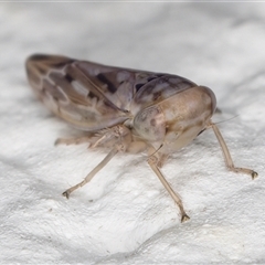 Idiocerini sp. (tribe) at Melba, ACT - 29 Nov 2024 11:38 PM