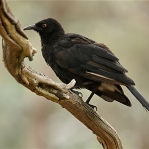 Corcorax melanorhamphos (White-winged Chough) at Strathnairn, ACT by Thurstan