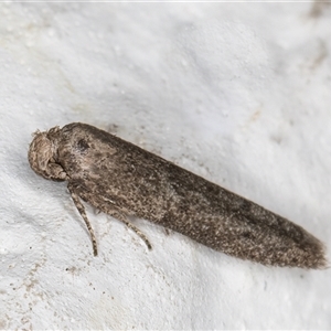 Blastobasis tarda at Melba, ACT - 29 Nov 2024 11:39 PM