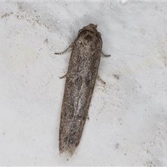 Blastobasis tarda at Melba, ACT - 29 Nov 2024 11:39 PM