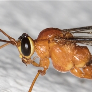 Dicamptus fuscicornis (Ichneumon wasp) at Melba, ACT by kasiaaus