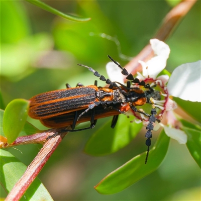 Pseudolycus sp. (genus) (Lycid-mimic oedemerid beetle) at Uriarra Village, ACT - 2 Dec 2024 by DPRees125