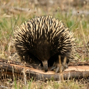 Tachyglossus aculeatus (Short-beaked Echidna) at Strathnairn, ACT by Thurstan