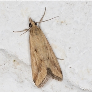 Achyra massalis at Melba, ACT - 30 Nov 2024 10:29 PM