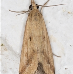 Achyra massalis at Melba, ACT - 30 Nov 2024 10:29 PM