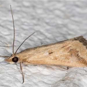 Achyra massalis at Melba, ACT - 30 Nov 2024 10:29 PM