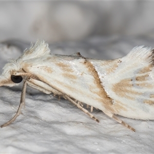 Heliocosma argyroleuca (A tortrix or leafroller moth) at Melba, ACT by kasiaaus