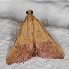 Endotricha pyrosalis (A Pyralid moth (Endotrichinae) at Melba, ACT - 30 Nov 2024 by kasiaaus