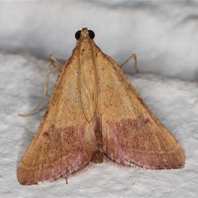 Endotricha pyrosalis (A Pyralid moth) at Melba, ACT - 30 Nov 2024 by kasiaaus