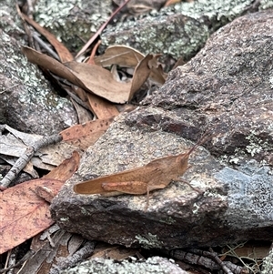 Goniaea carinata at Kambah, ACT - 3 Dec 2024 01:57 PM