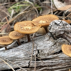 Lentinus arcularius (Fringed Polypore) at Kambah, ACT - 3 Dec 2024 by LinePerrins