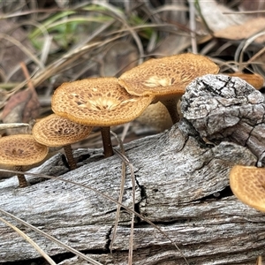 Lentinus arcularius (Fringed Polypore) at Kambah, ACT by LinePerrins