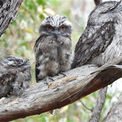 Podargus strigoides (Tawny Frogmouth) at Kambah, ACT - 3 Dec 2024 by LinePerrins