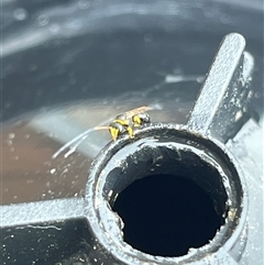 Hylaeus (Gnathoprosopis) euxanthus (Plasterer bee) at Gordon, ACT - 1 Dec 2024 by GG