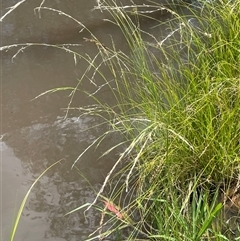 Amphibromus neesii (Swamp Wallaby Grass) at Boorowa, NSW - 2 Dec 2024 by JaneR