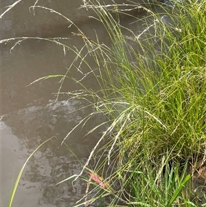 Amphibromus sp. (Swamp Wallaby Grass) at Boorowa, NSW by JaneR