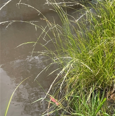 Amphibromus neesii (Swamp Wallaby Grass) at Boorowa, NSW - 2 Dec 2024 by JaneR