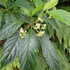 Abrophyllum ornans (Native Hydrangea) at Jamberoo, NSW - 3 Dec 2024 by plants