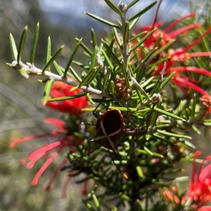 Mictis profana (Crusader Bug) at Bonython, ACT by GG