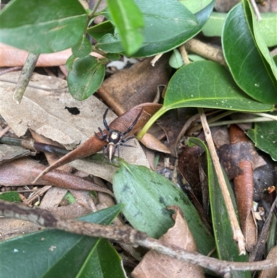 Opisthoncus sp. (genus) (Unidentified Opisthoncus jumping spider) at Orangeville, NSW - 3 Dec 2024 by elisebird