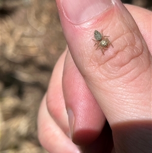 Opisthoncus sp. (genus) at Gordon, ACT - 16 Nov 2024 01:58 PM