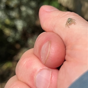 Opisthoncus sp. (genus) at Gordon, ACT - 16 Nov 2024 01:58 PM