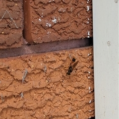 Sceliphron sp. (formosum or laetum) (Sceliphron mud dauber wasp) at Mount Kembla, NSW - 2 Dec 2024 by BackyardHabitatProject