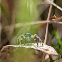 Unverified Jumping or peacock spider (Salticidae) - 1 Jan 1900 by Miranda